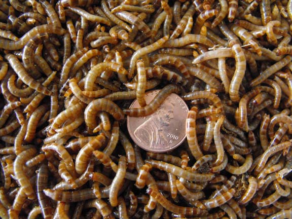 download buy superworms download buy superworms