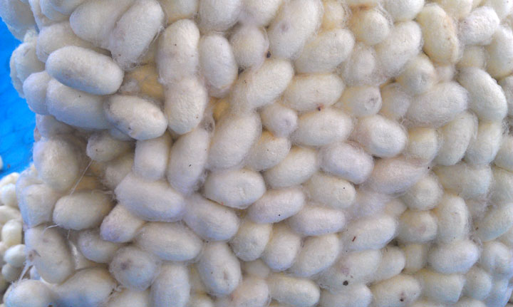 21/2"  Will be Ship in Tubs With Chow Silkworm Bulk 1000-2000 Count  1" 