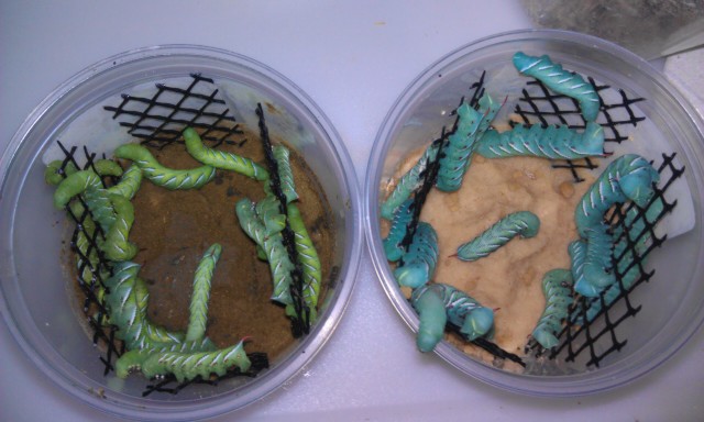 hornworm hornworms cups cup ftempo nutrition survival tobacco goliaths