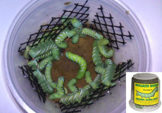 download green hornworm