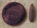 black soldier fly larvae