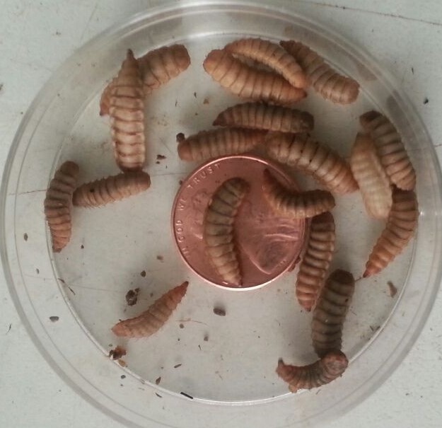 Best Non Live Food For Bearded Dragons Best Non Live Food For Bearded Dragons