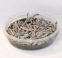 silkworms