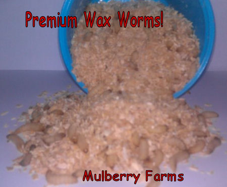 download wax worms near me download wax worms near me